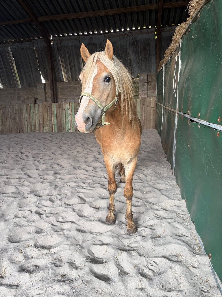 Haflinger - driejarige - hengst / ruin, E pony (1.48m - 1.57m), Met stamboom, Dressuurpony, Hengst