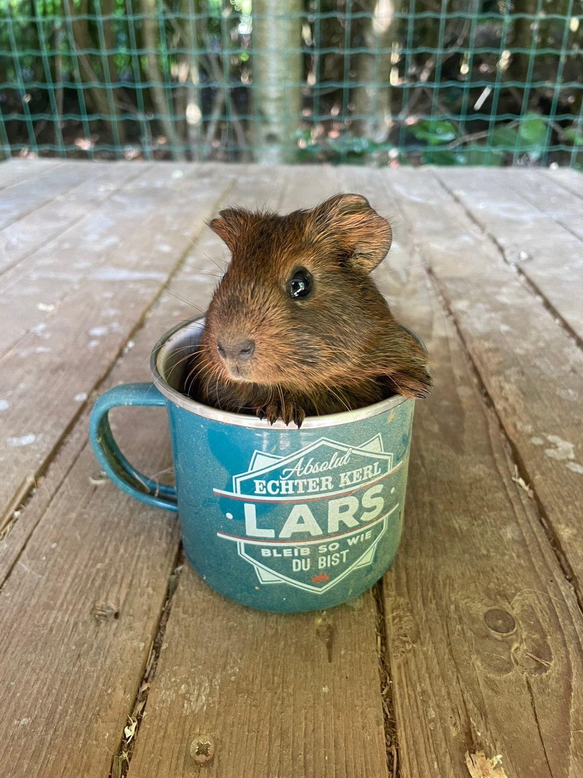 Cavia beertje ( mannetje) te koop, Dieren en Toebehoren, Knaagdieren, Cavia, Mannelijk, Mei, Tam