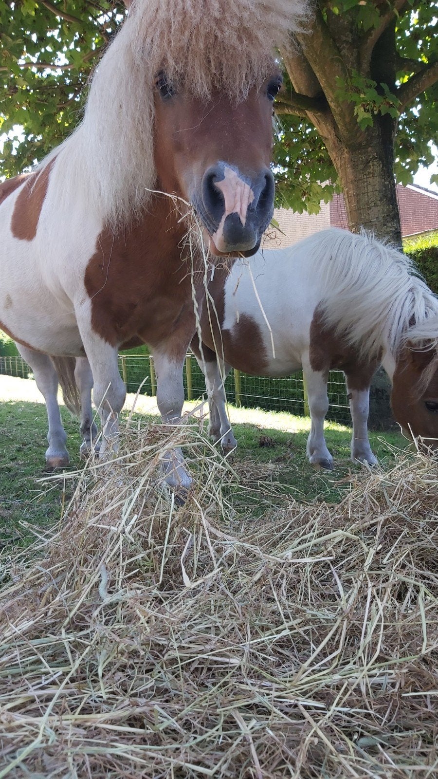 Shetlandpony, Dieren en Toebehoren