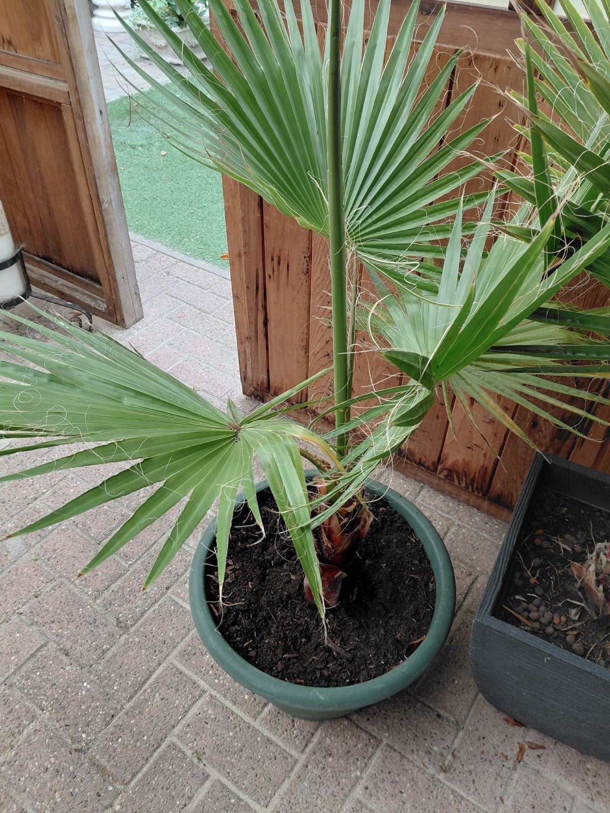 tropische planten, Tuin en Terras, Ophalen