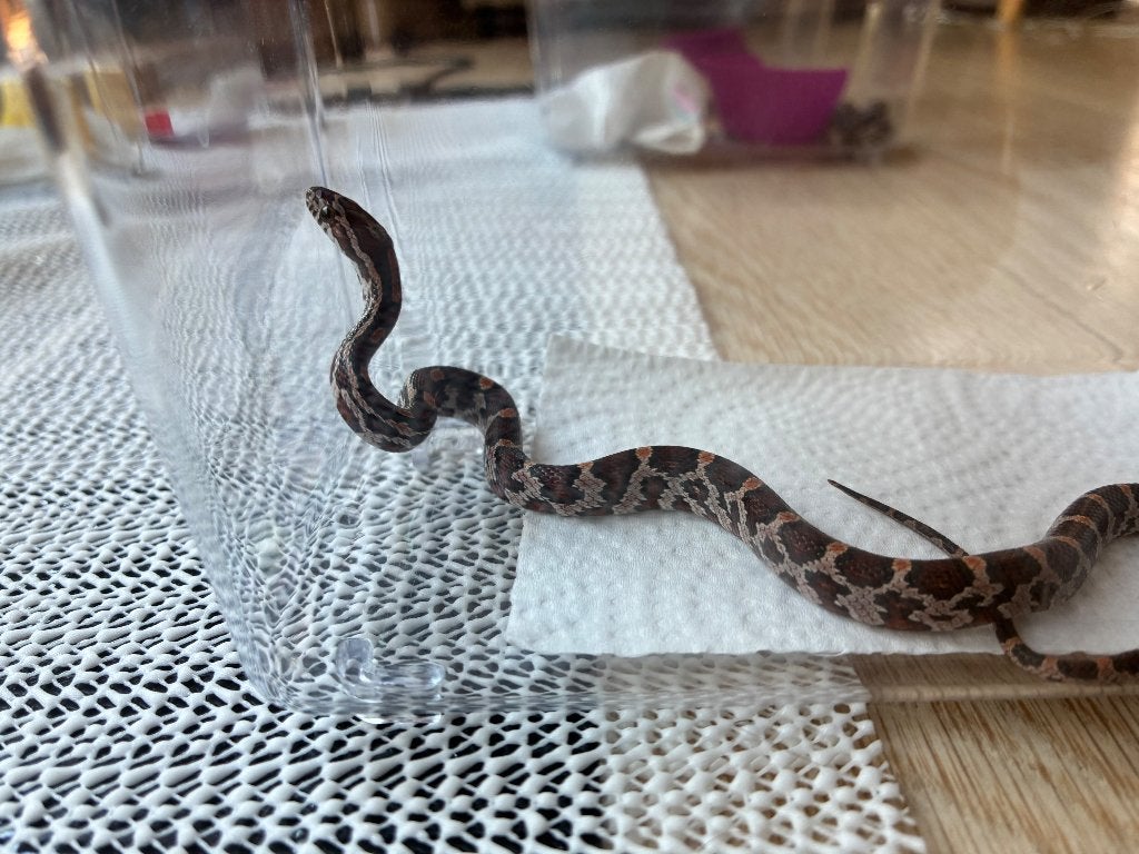 Laatste 3 baby korenslangen, Serpent, 0 à 2 ans