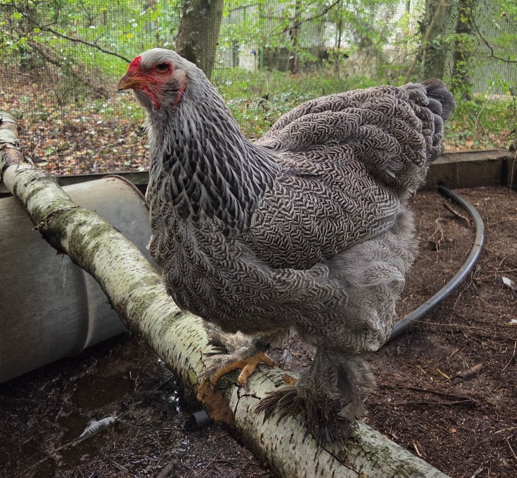Brahma blauw zilverpatrijs hen, Dieren en Toebehoren, Vrouwelijk, Kip