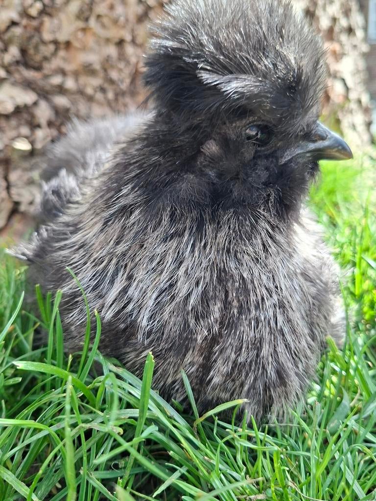 Koppeltje zijdehoenders, Dieren en Toebehoren, Pluimvee, Meerdere dieren, Kip