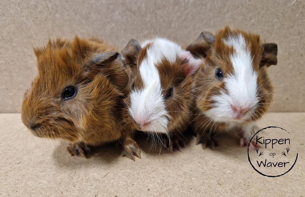 Raszuivere borstelharige cavia’s – met zorg gefokt, Animaux & Accessoires, Janvier, Plusieurs animaux, Cobaye