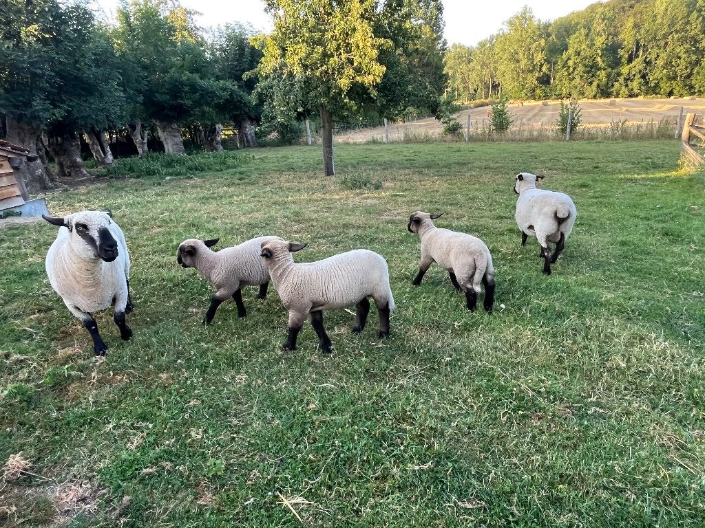 Hampshire down ramlammeren, Dieren en Toebehoren, Schapen, Geiten en Varkens, Mannelijk, Schaap, 0 tot 2 jaar