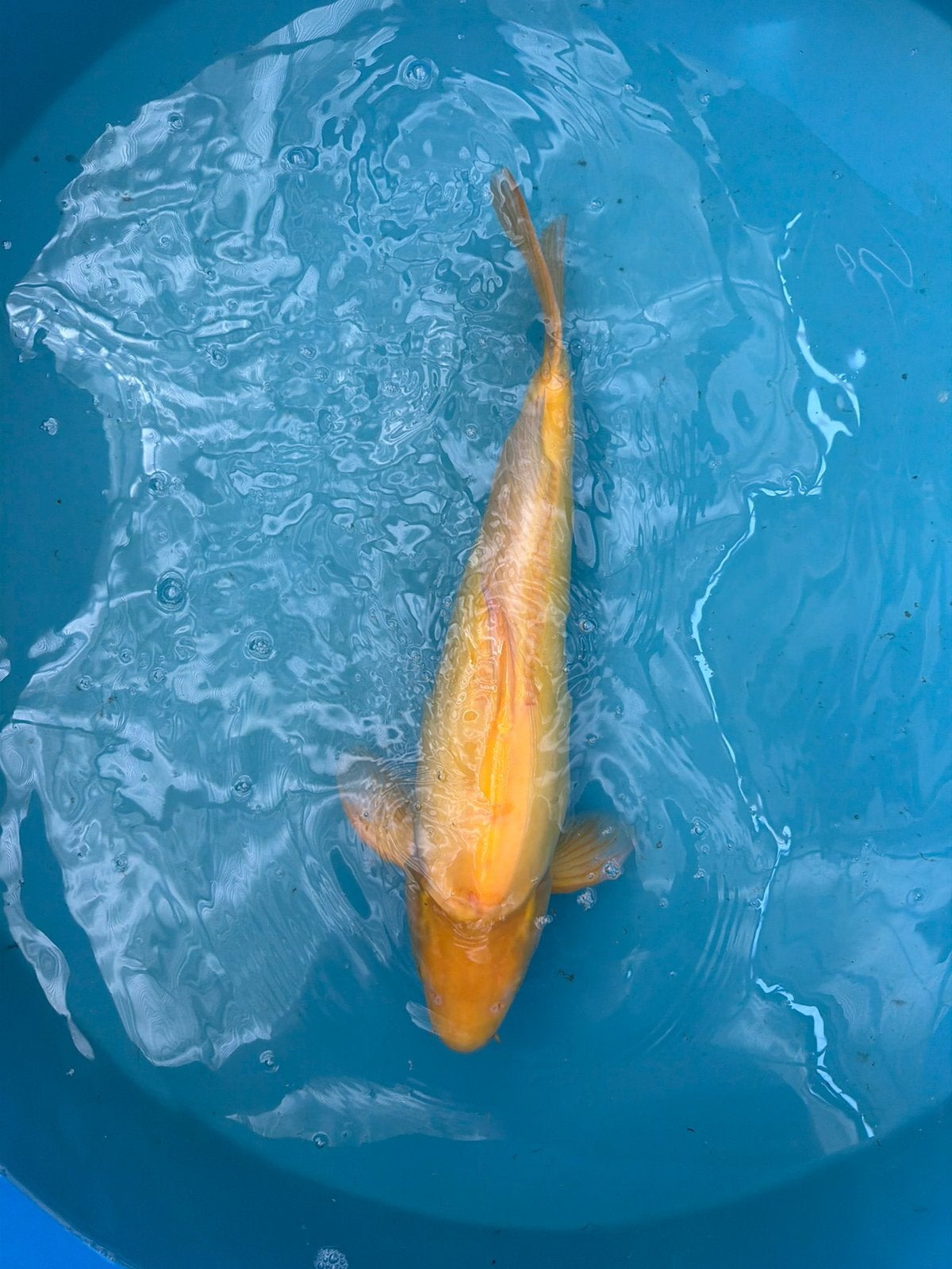 Japanse koi
