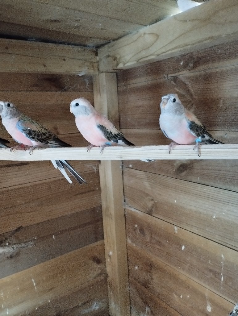 3 kleurrijke opaline bourkes, Meerdere dieren, Parkiet