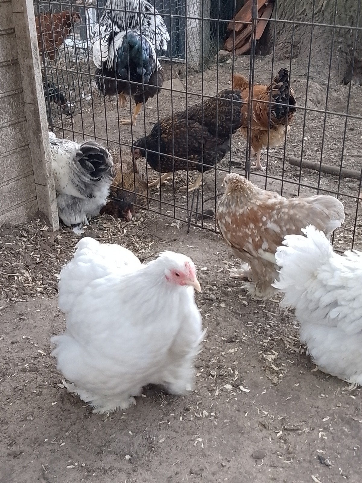 Cochin kriel, Dieren en Toebehoren, Pluimvee