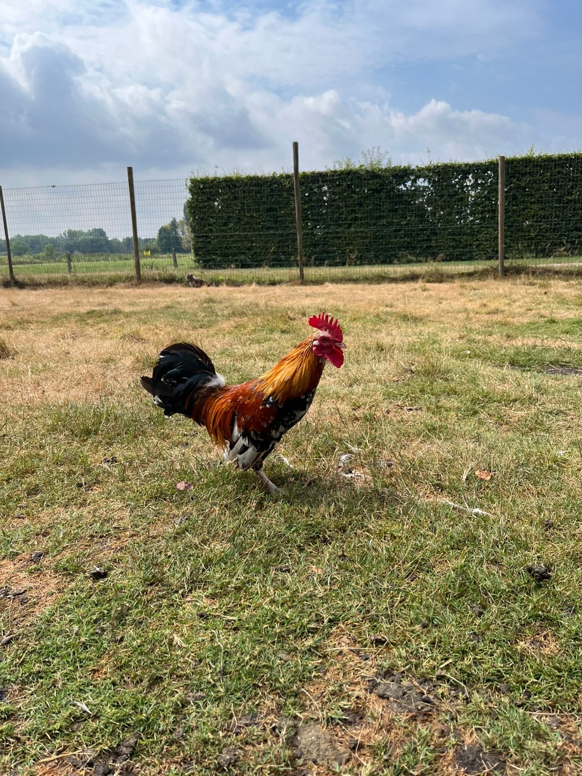Doornikse kriel koppel, Dieren en Toebehoren