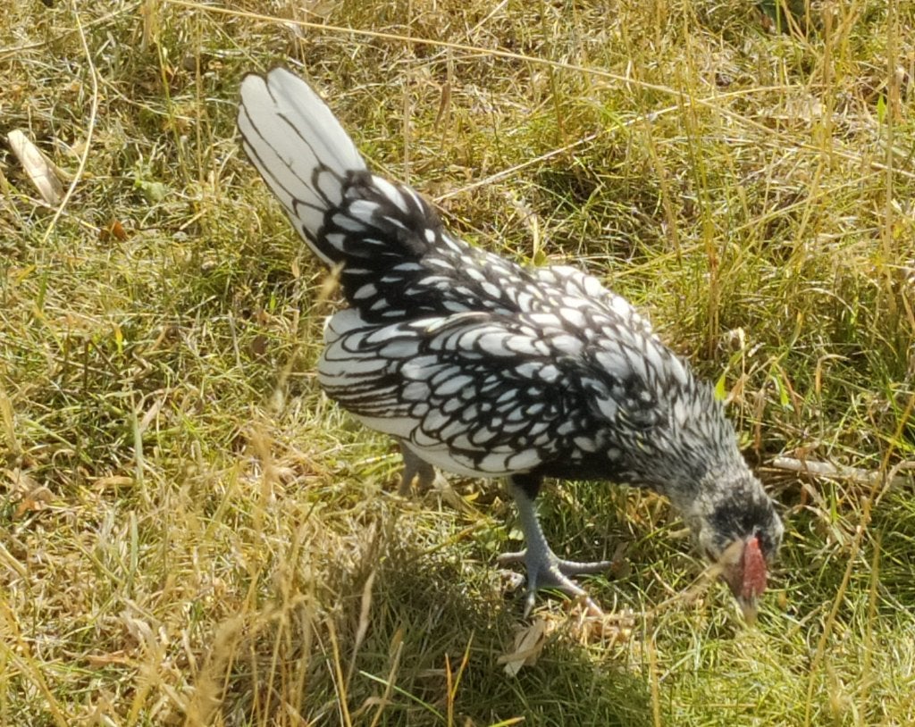 Seebright haantjes te koop, Dieren en Toebehoren, Mannelijk