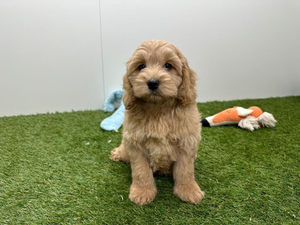Cavapoo pups