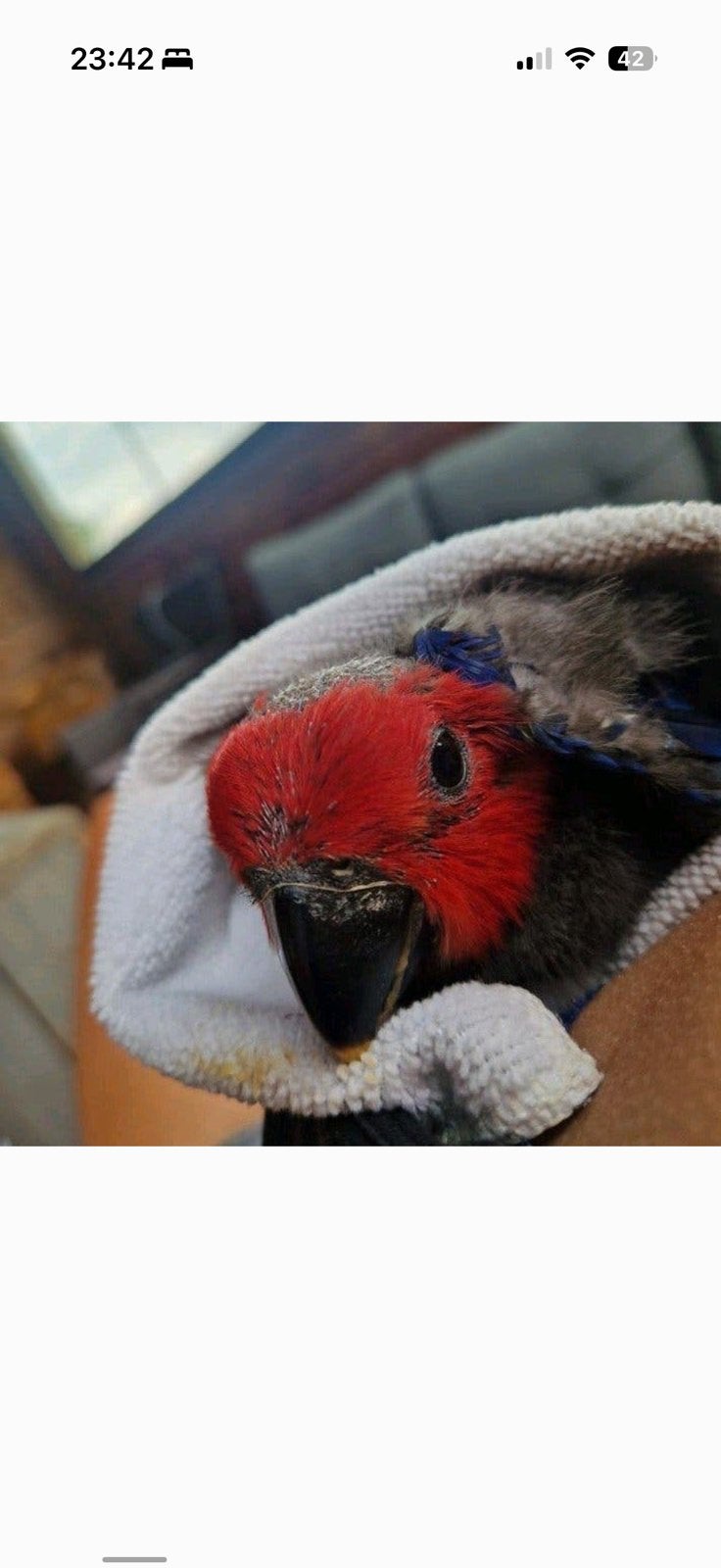 Eclectus femelle, Femelle, Perroquet, Parleur