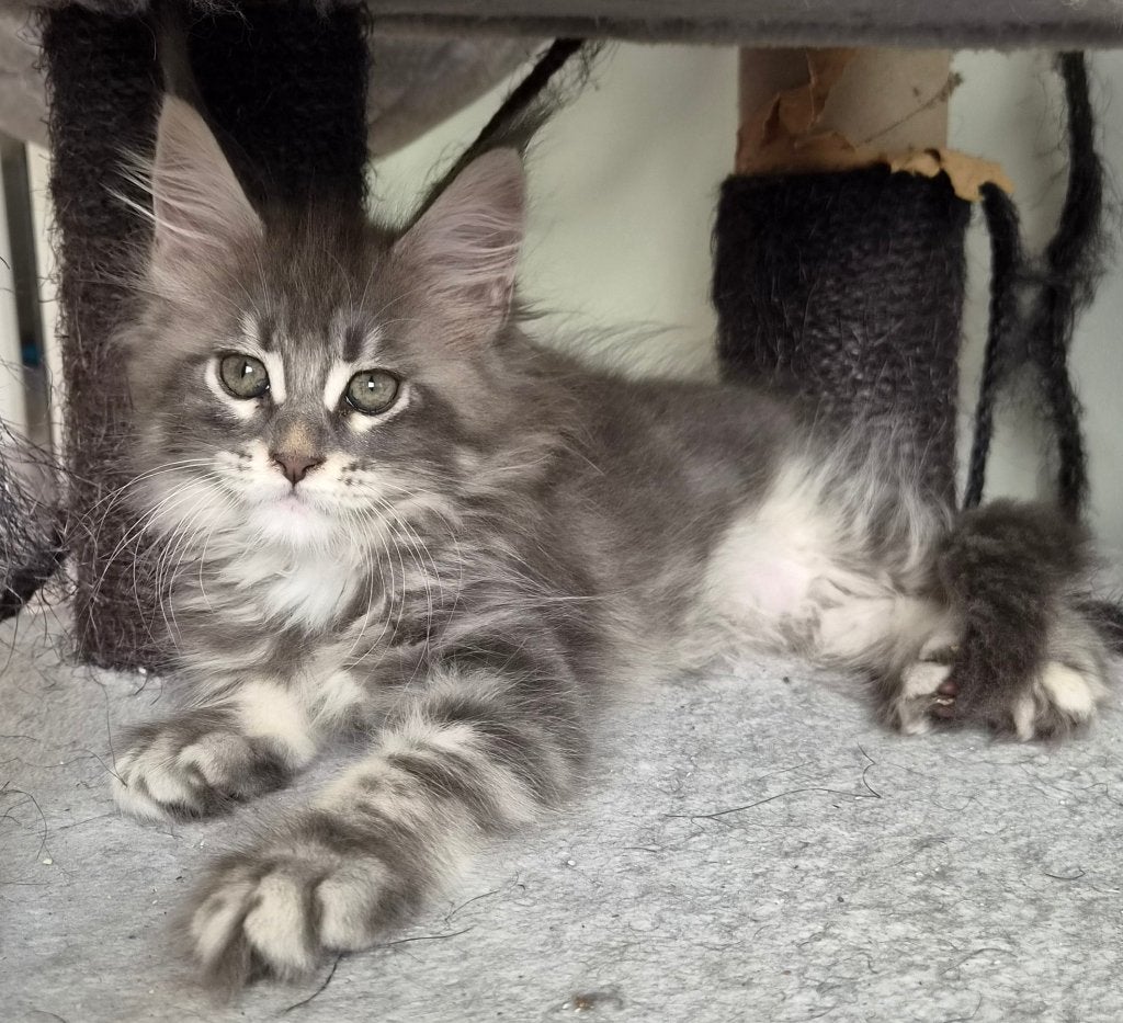 Maine Coon-kittens geboren op 01.07.2026 in Brussel, Dieren en Toebehoren, Kater, Met stamboom, 0 tot 2 jaar