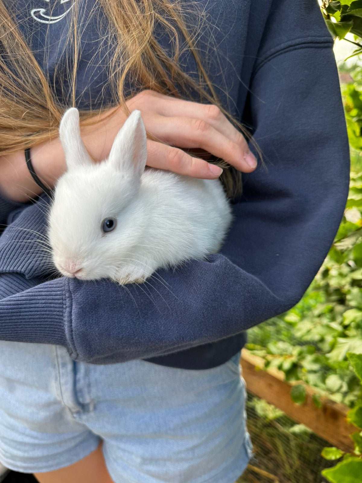 Dwergkonijntjes., Dieren en Toebehoren, Konijnen, Dwerg