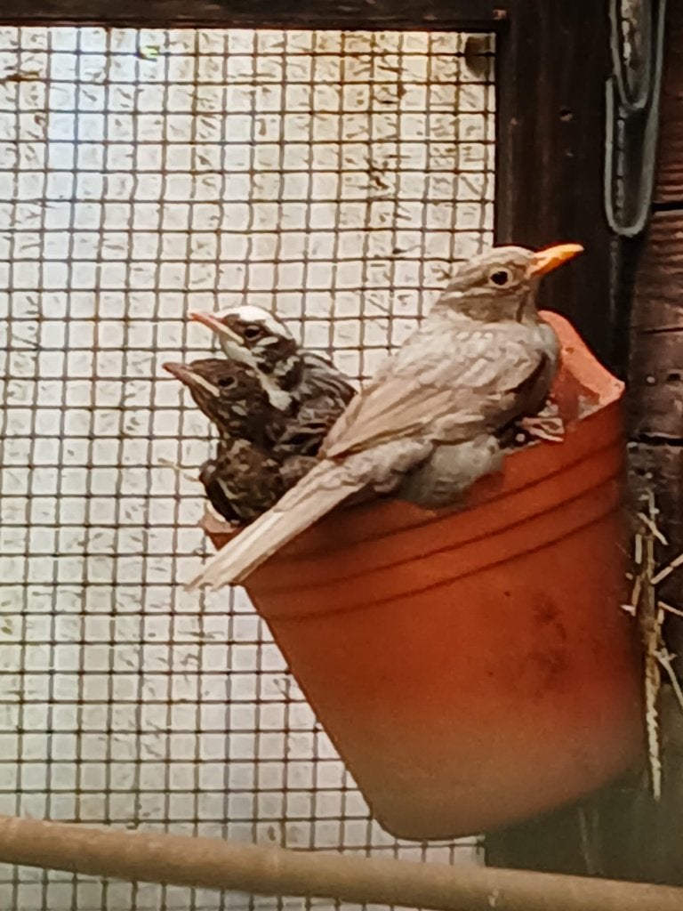 Merels mutatie, Dieren en Toebehoren, Meerdere dieren, Wildzangvogel, Geringd