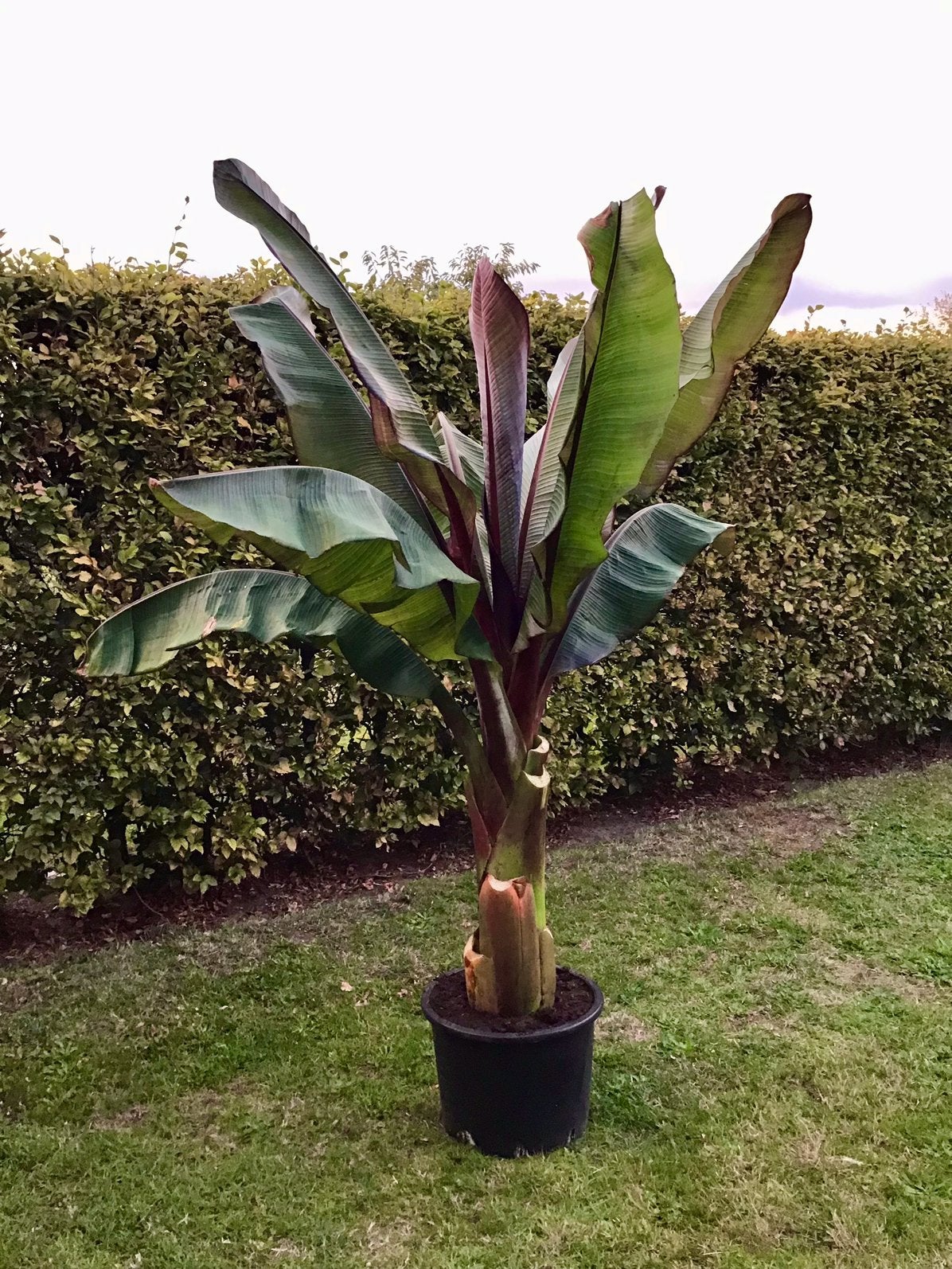 Ensete Maurellii, Tuin en Terras, Ophalen