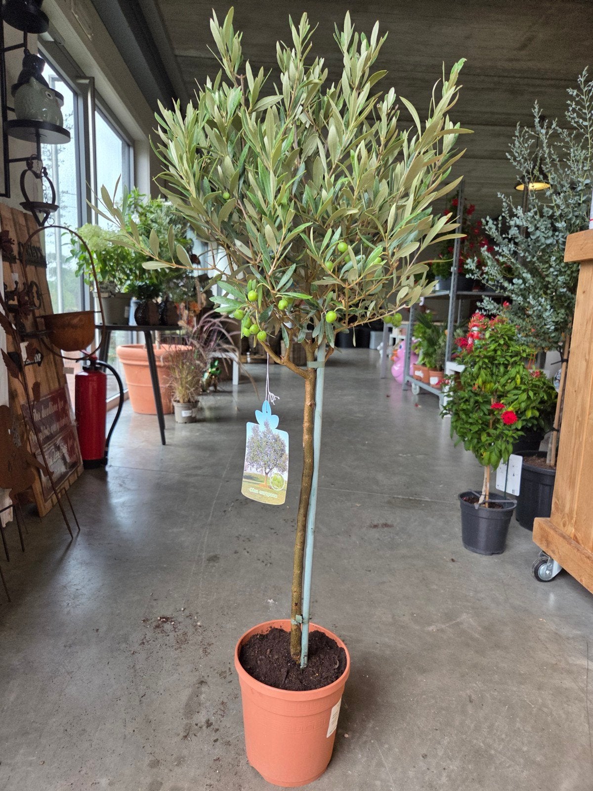Olijfboom Olea Europaea, Tuin en Terras, Ophalen, Olijfboom