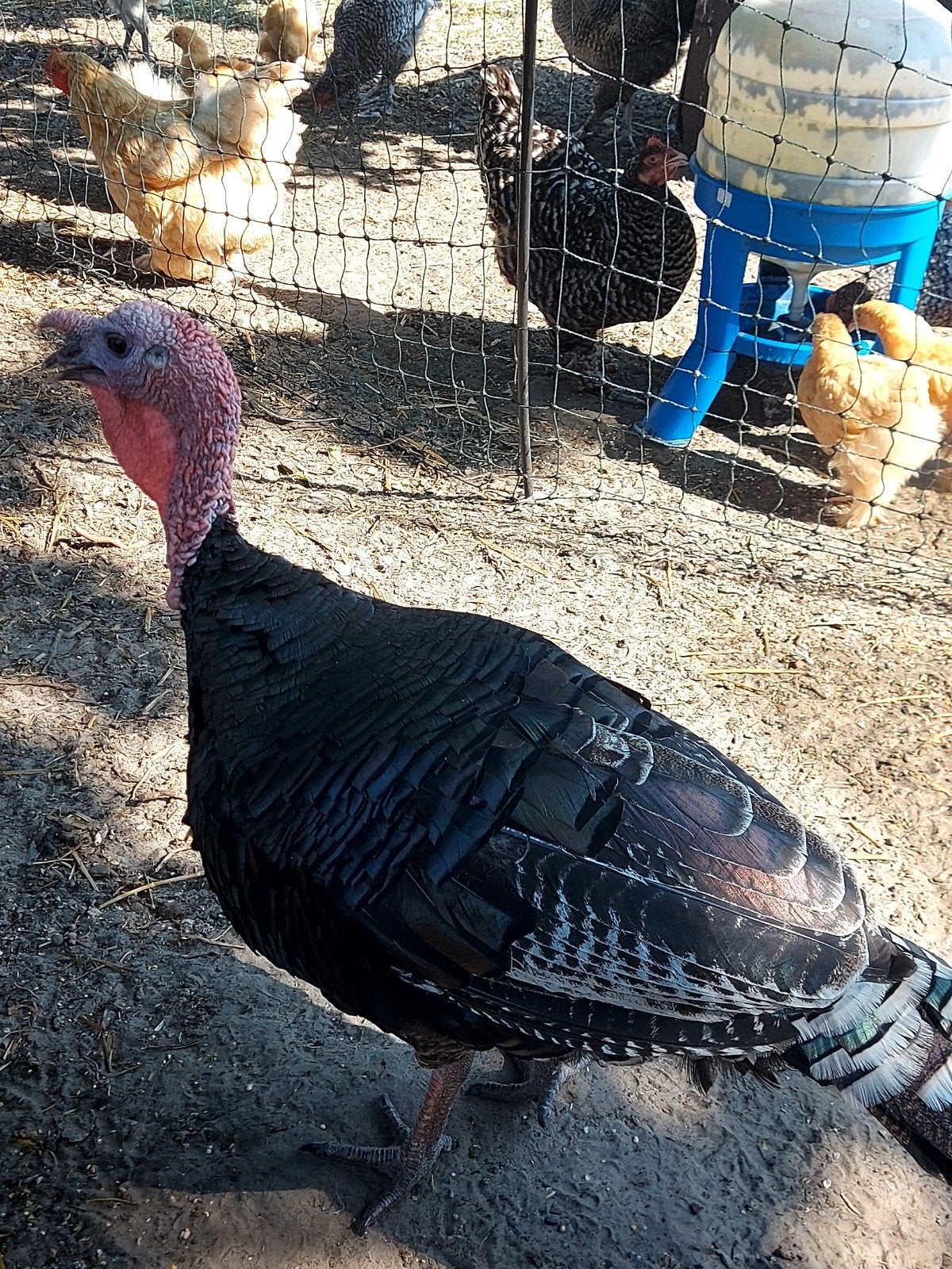 Jonge Bronskalkoen haan, Animaux & Accessoires, Volatiles, Dinde, Mâle