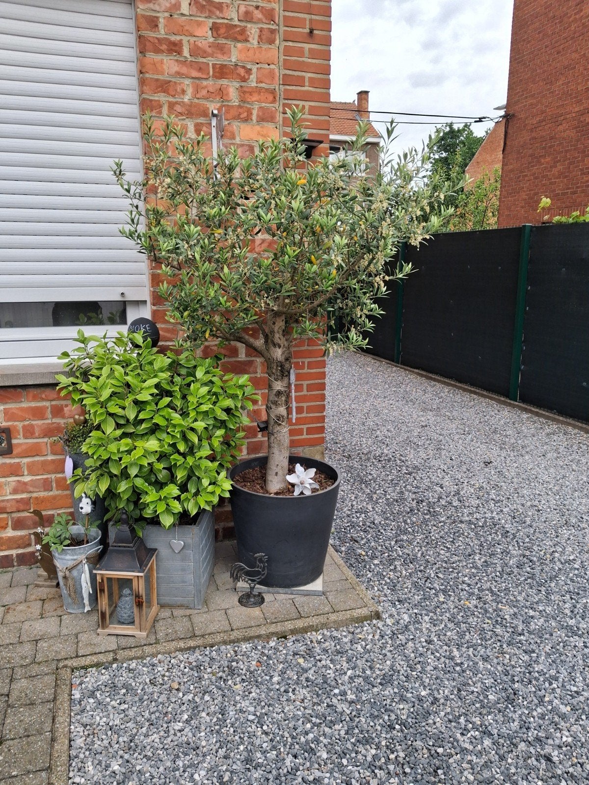 Oliviers,oranger,citronnier,camelia,rosier,plantes en p, Enlèvement, Olivier