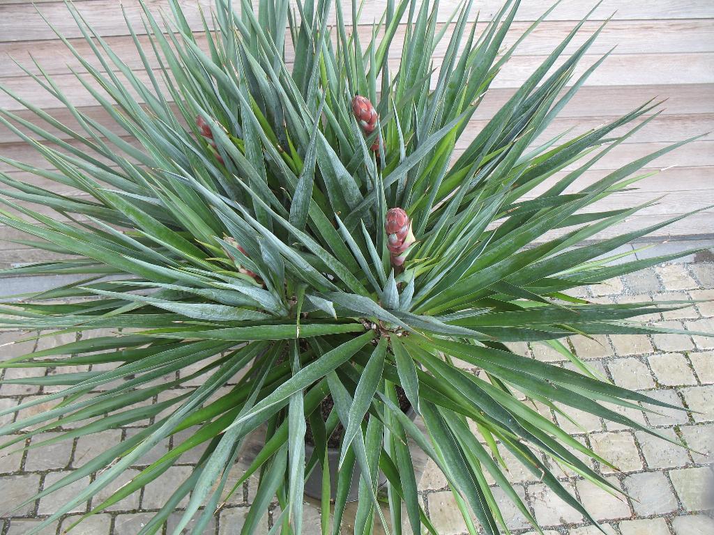 Yucca filamentosa palmlelie in grote pot,winterhard, Tuin en Terras, Ophalen