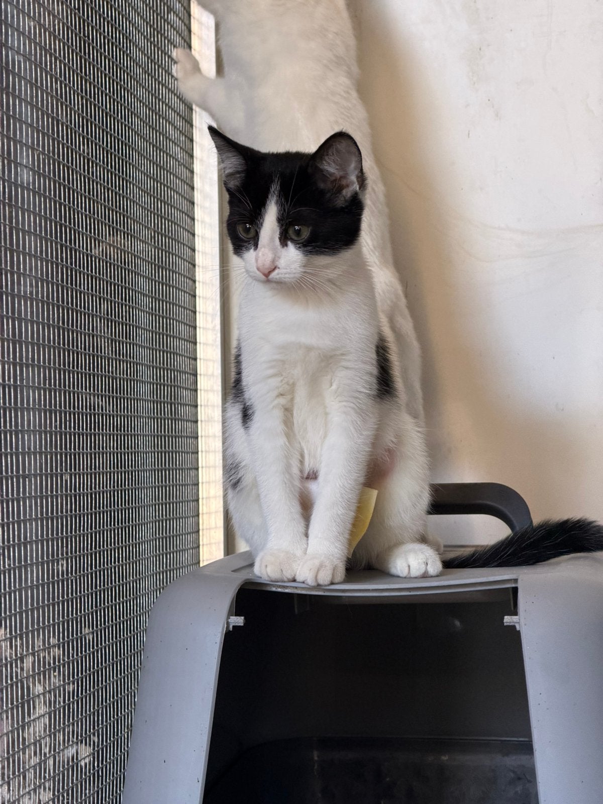 Europese korthaar kittens, Plusieurs animaux, Avec puce électronique, 0 à 2 ans