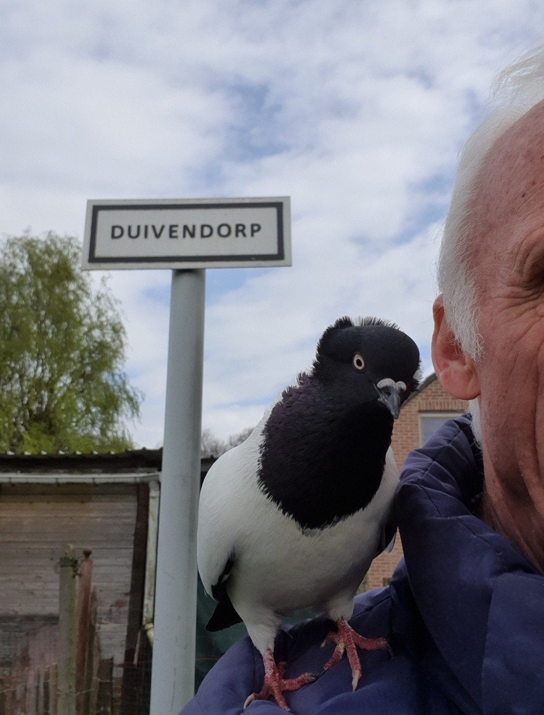sierduiven