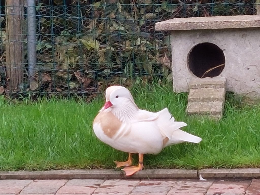 SIereenden:  Witte mandarijneenden, Dieren en Toebehoren, Meerdere dieren, Eend