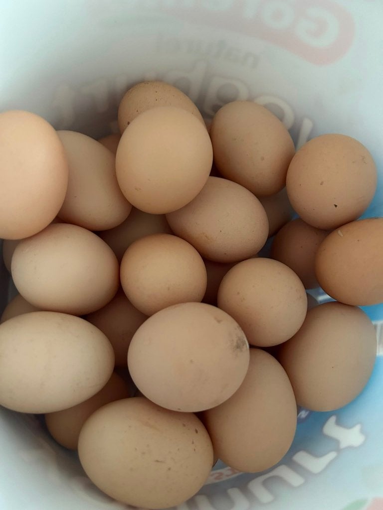 Biologische eieren, Dieren en Toebehoren, Pluimvee