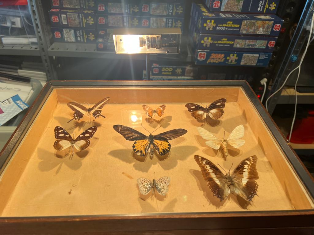 Vlinders in verlicht kastje, Ophalen, Zo goed als nieuw