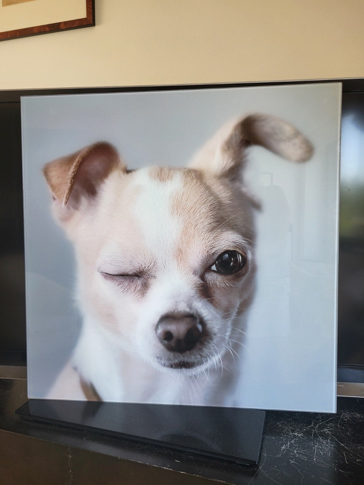 foto chihuahua, Antiquités & Art, Art | Dessins & Photographie, Enlèvement, Photo, Photographie, Sous verre
