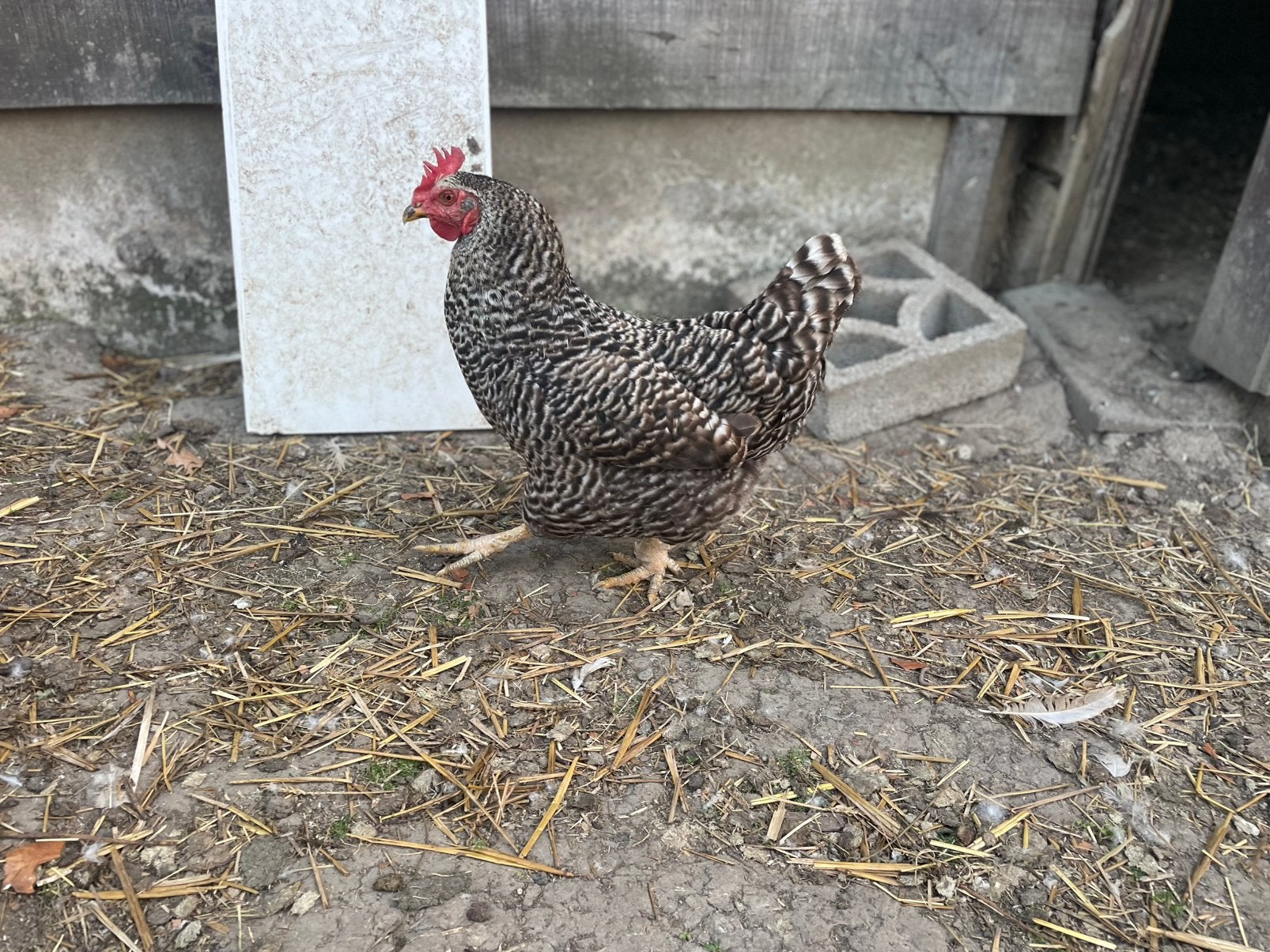 Legkip, Dieren en Toebehoren, Pluimvee