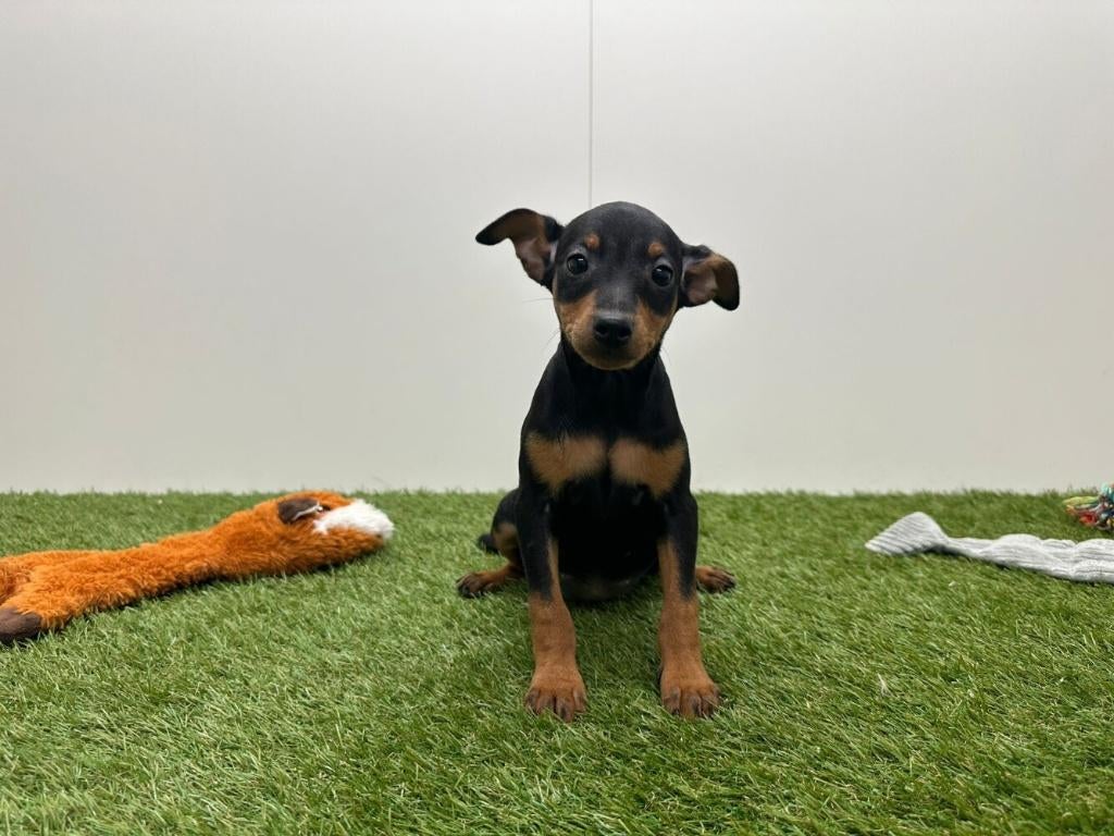 Chiot Pinscher Nain, Animaux & Accessoires, Chiens | Bouledogues, Pinschers & Molossoïdes, Chienne, Autres races, Éleveur | Professionnel
