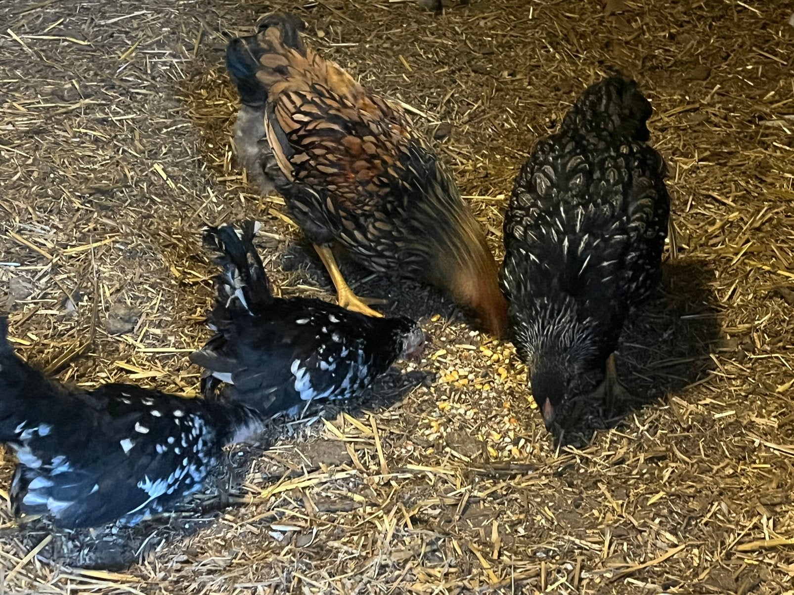 Jonge kip en haan, Dieren en Toebehoren, Kip