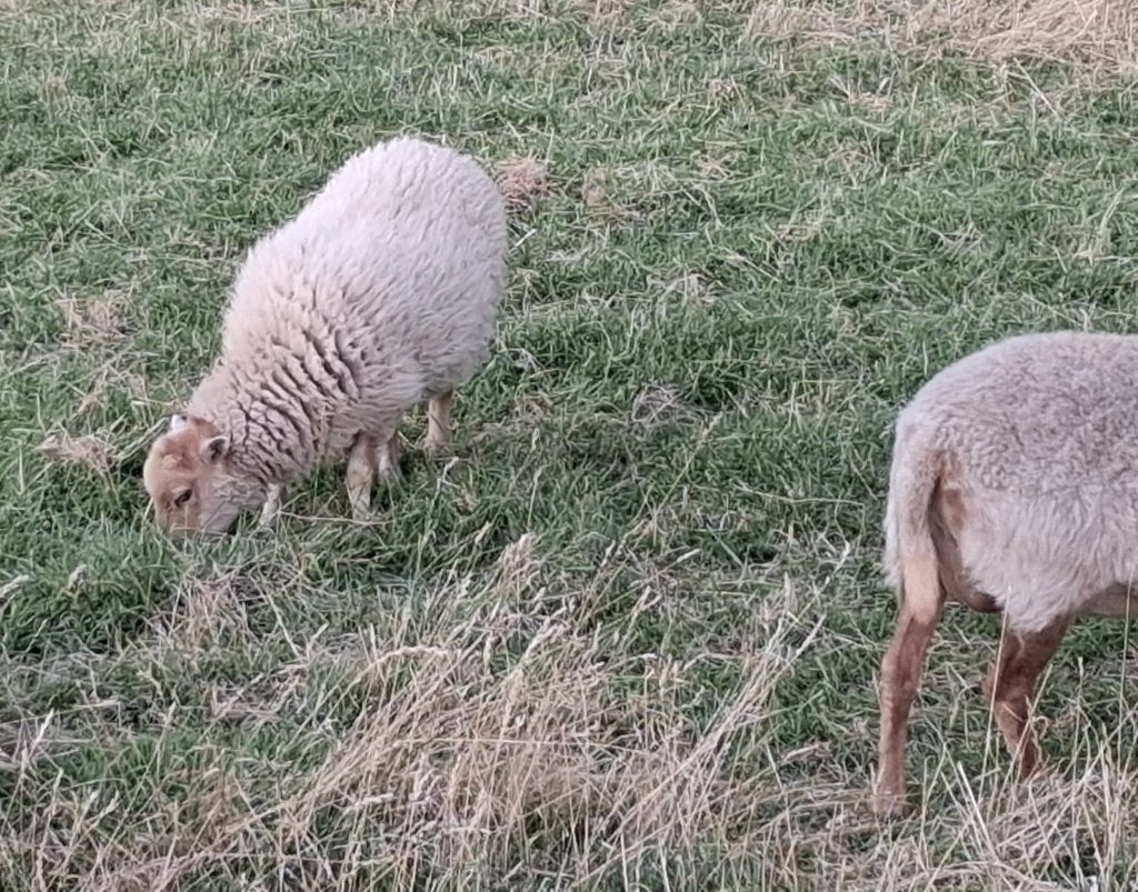 ouessant ooi lam, Femelle, Mouton, 0 à 2 ans