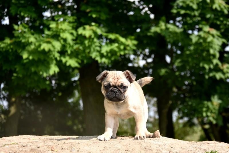 Prachtige Mopshond pup, Parvo, België, Reu, 8 tot 15 weken