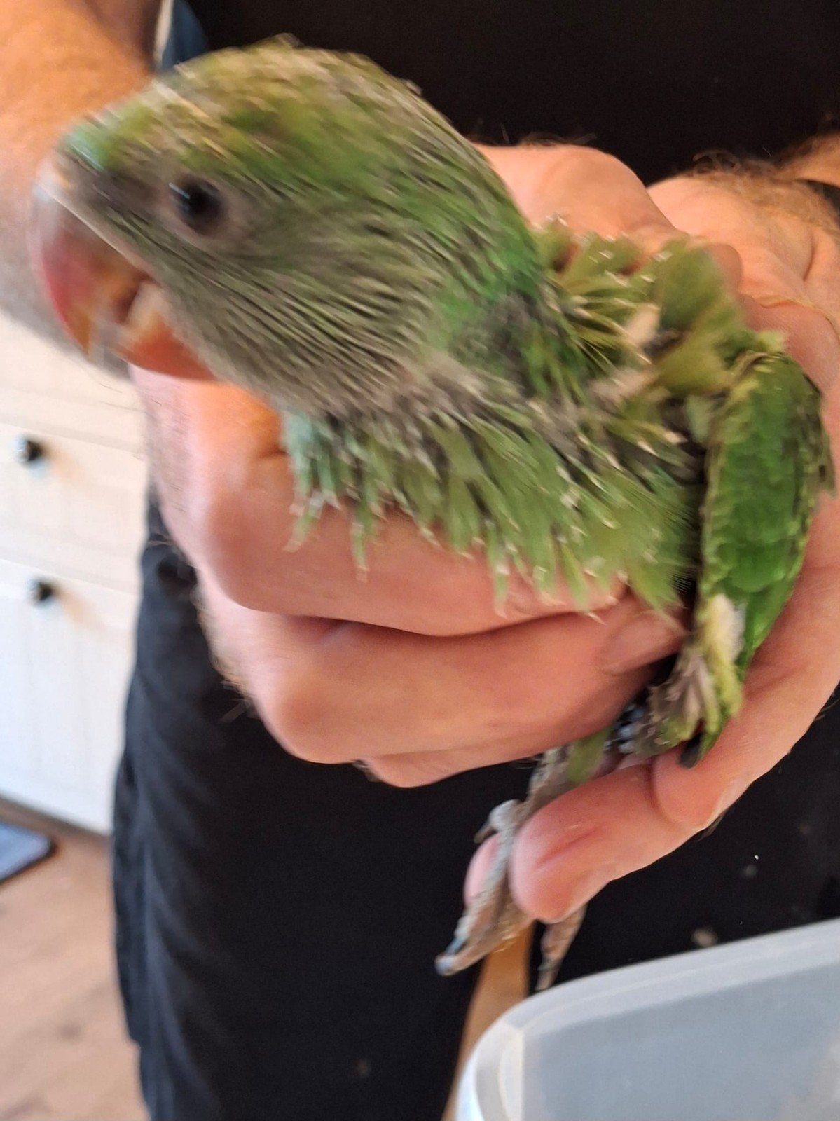 Perruche Alexander, Animaux & Accessoires, Oiseaux | Perruches & Perroquets