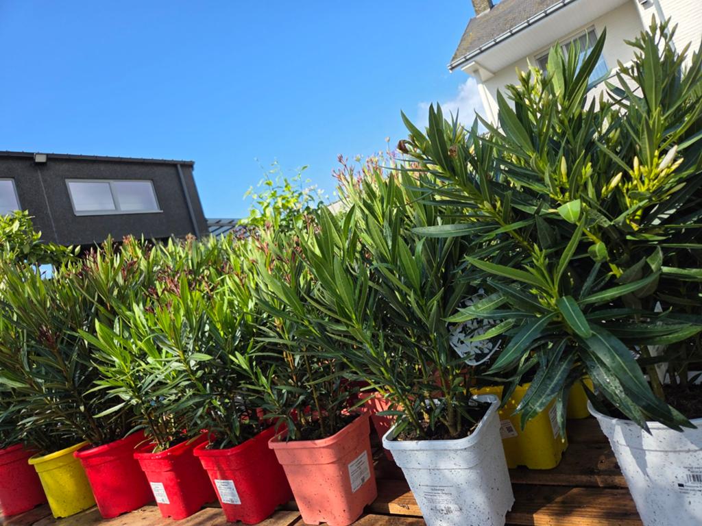 Nerium Oleander, Tuin en Terras, Planten | Tuinplanten, Ophalen