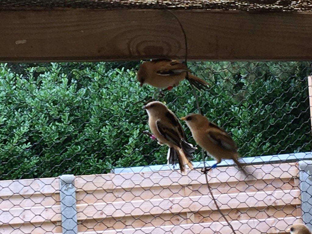 baardmannetje, Dieren en Toebehoren, Vogels | Overige Vogels, Meerdere dieren, Wildzangvogel, Geringd