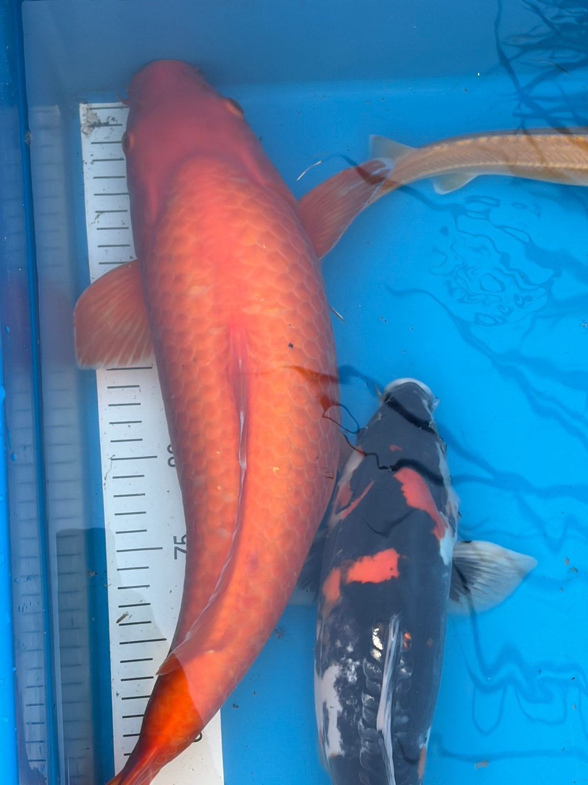 Koi nisai, Dieren en Toebehoren, Karper of Koi