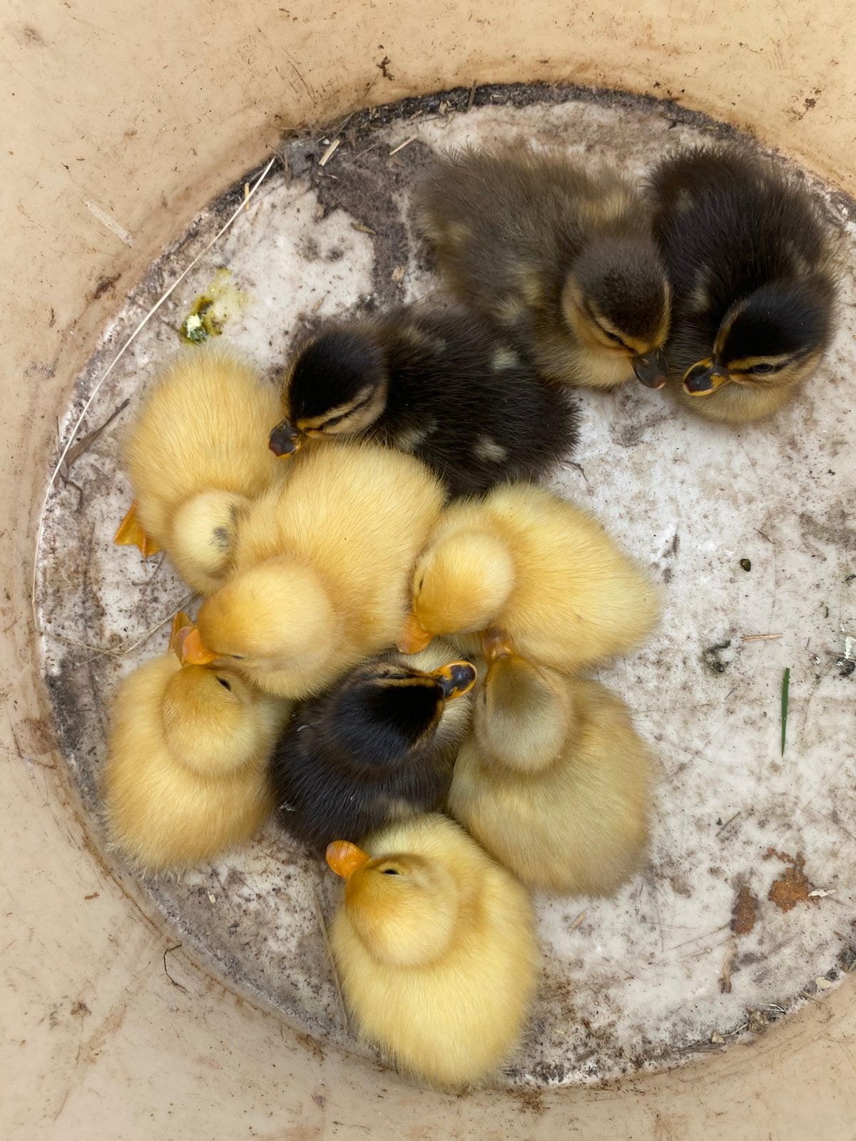 Nid de vrais corbeaux hollandais à bec court, Animaux & Accessoires, Sexe inconnu, Canard