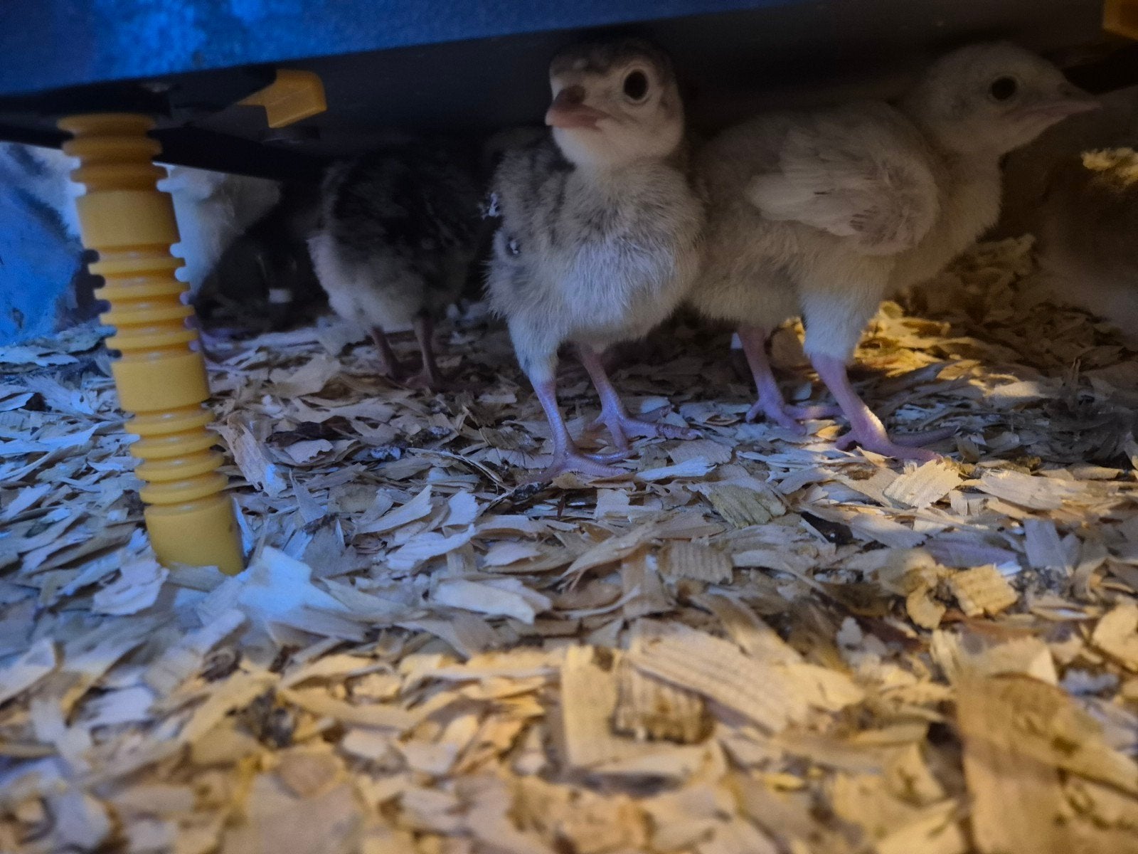 ronquiere kalkoen kuikens te koop, Dieren en Toebehoren, Meerdere dieren, Kalkoen