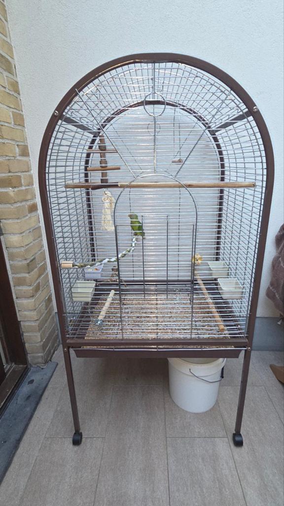 Papegaai, Dieren en Toebehoren, Ophalen of Verzenden