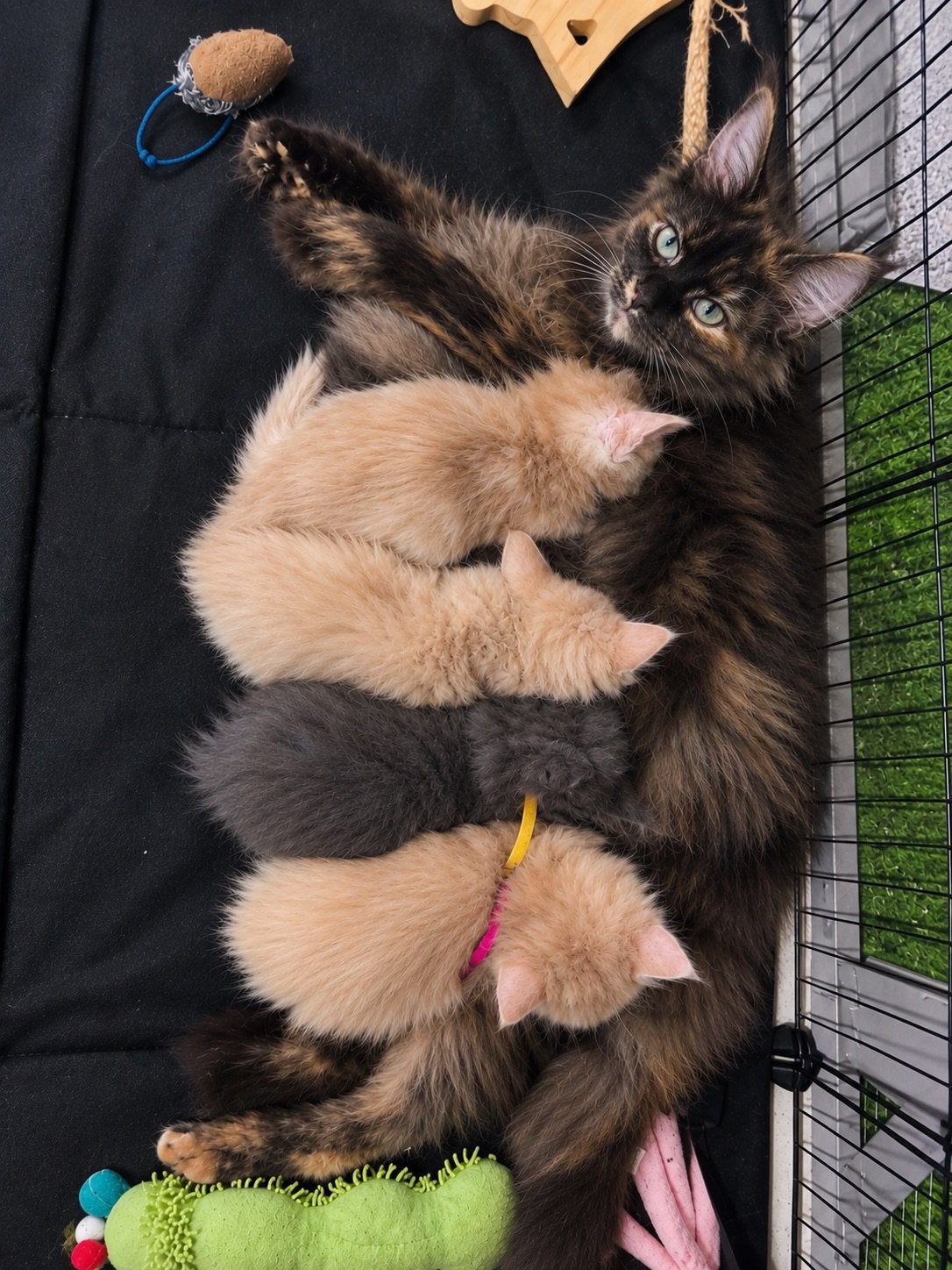 Maine coon kittens 2 grijze en 1 wit beige kater besproken, Animaux & Accessoires, Plusieurs animaux, Avec puce électronique, 0 à 2 ans