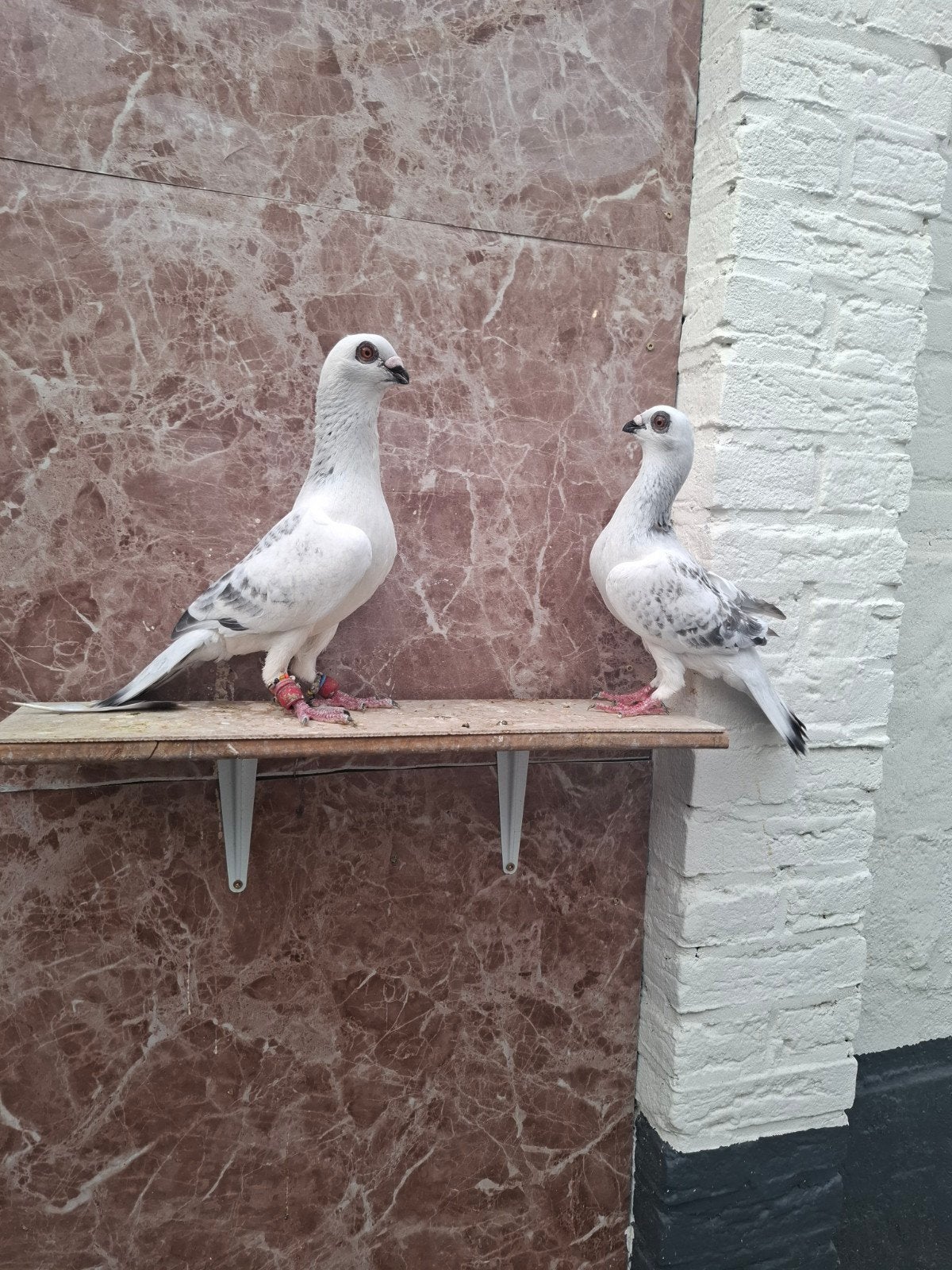 Te koop mooi kopple sierduiven, Dieren en Toebehoren, Vogels | Duiven