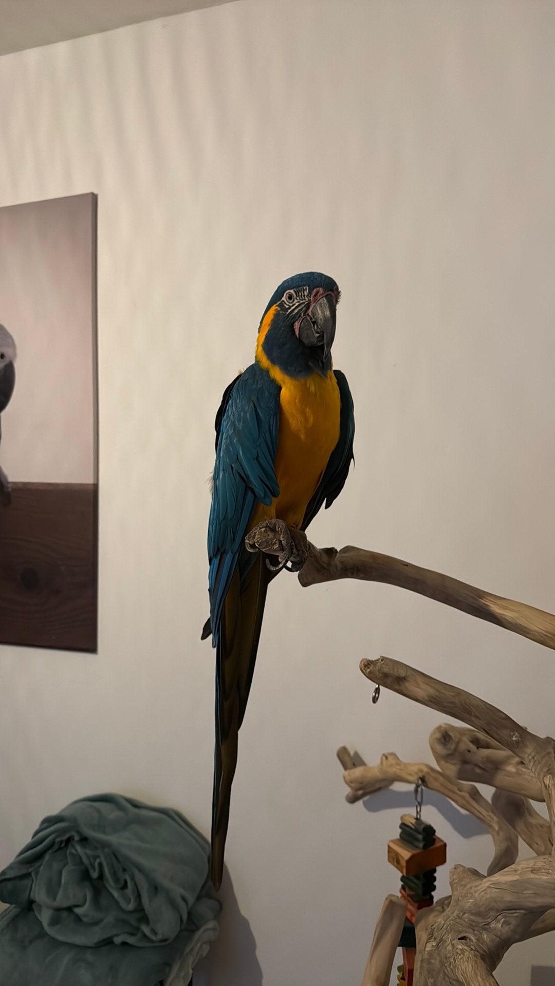 Blauwkeel ara, Mannelijk, Papegaai, Pratend