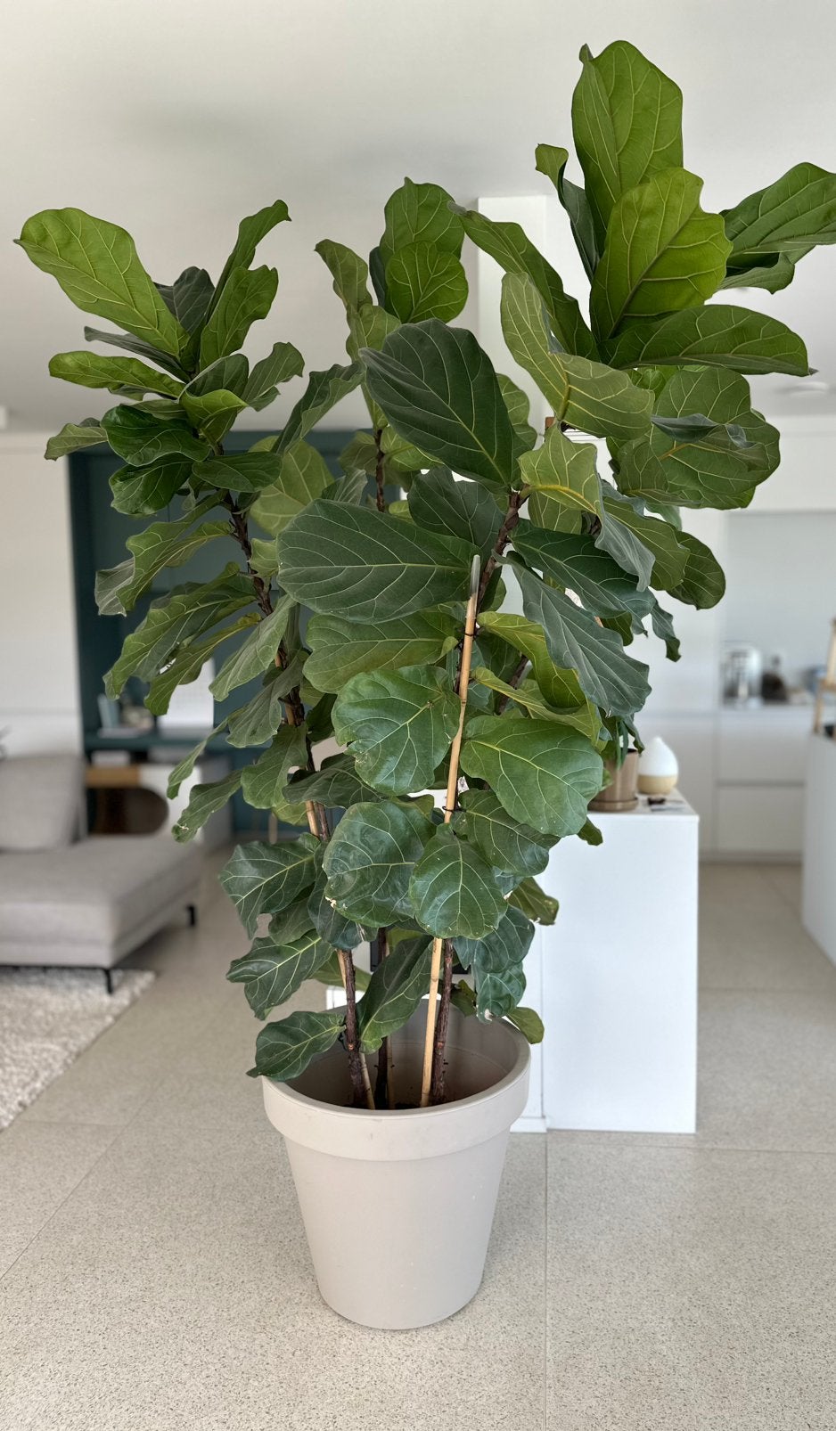 Ficus Lyrata, Ficus, En pot, Enlèvement, 200 cm ou plus
