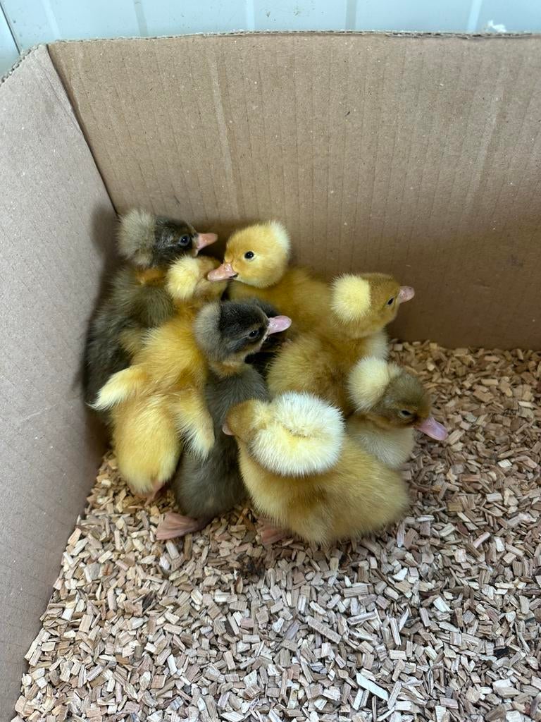 Jonge kuifeendjes, Animaux & Accessoires, Volatiles, Sexe inconnu, Canard