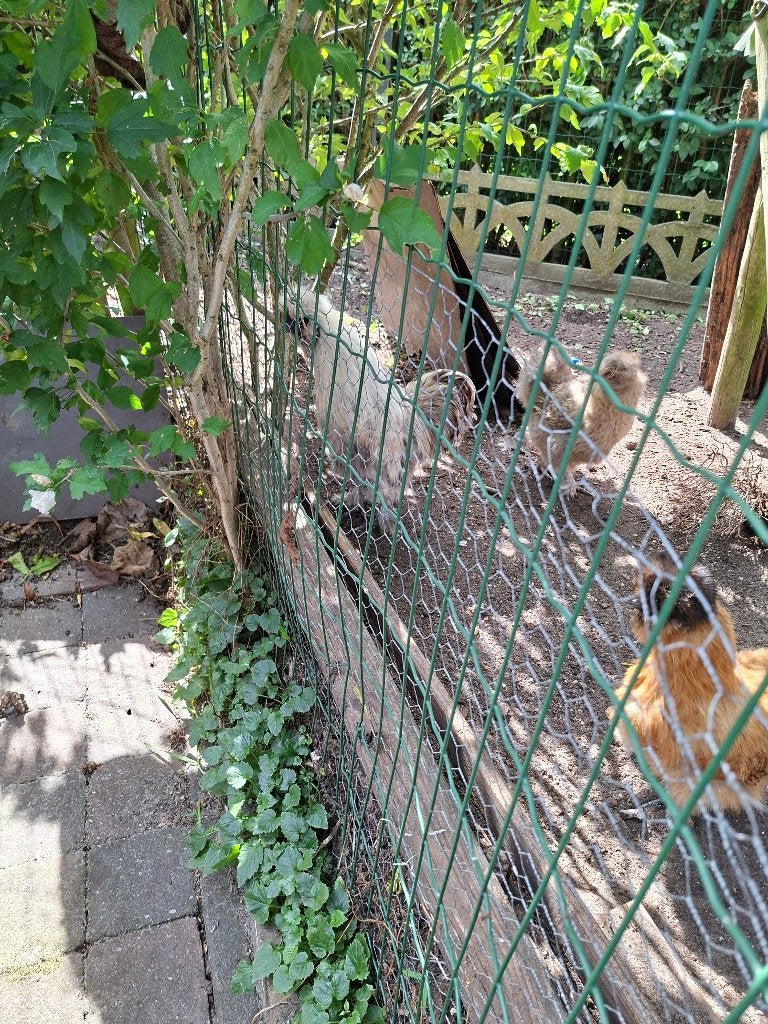 Haan, Dieren en Toebehoren, Mannelijk, Kip