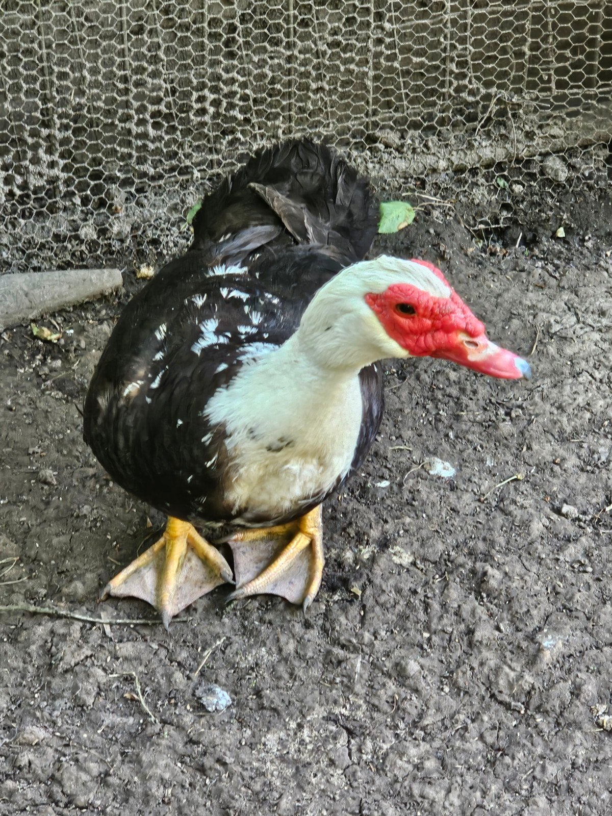 1 barbarie eend haan, Dieren en Toebehoren, Pluimvee