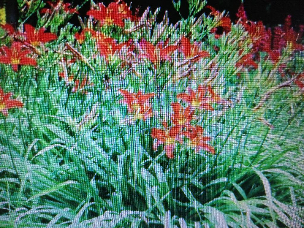 vaste plant: rode daglelies, Tuin en Terras, Ophalen of Verzenden, Vaste plant, Overige soorten